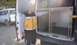 Adıyaman’da yaralı tilki tedavisinin ardından doğaya salındı