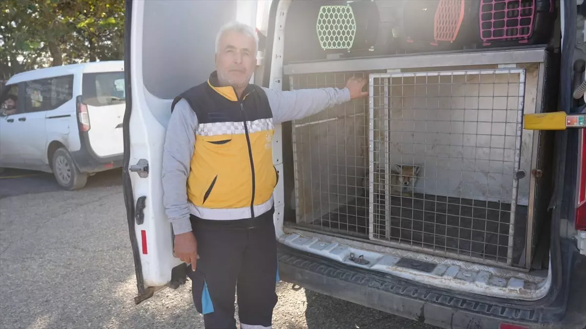 Adıyaman’da yaralı tilki tedavisinin ardından doğaya salındı
