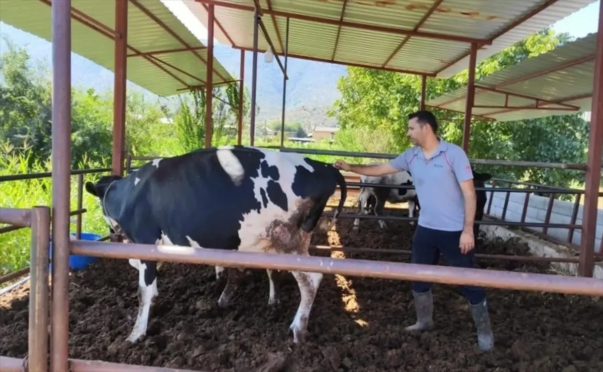 Milas’ta “şap hastalığı” nedeniyle 11 mahalle karantinaya alındı