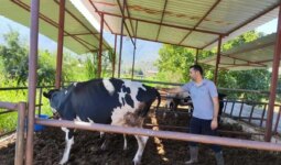 Muğla’nın Milas ilçesinde 11 mahallede şap hastalığı nedeniyle karantina başlatıldı